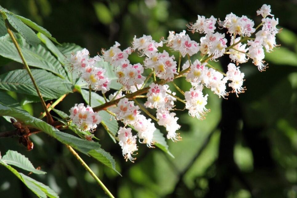 Fiori di castagno per combattere le vene varicose in casa