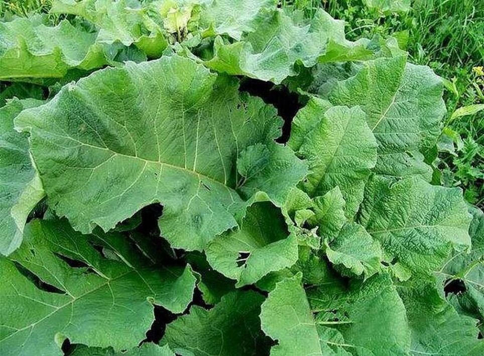 Foglie di bardana – un rimedio popolare per il trattamento delle vene varicose